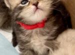 Litter H - Siberian Cat For Sale - Yonkers, NY, US
