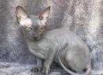 Veronica - Sphynx Kitten For Sale - Norwalk, CT, US