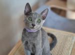 Zipp - Russian Blue Cat For Sale - Miami, FL, US