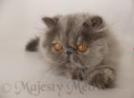 Lyusita - Persian Cat For Sale - Yucca Valley, CA, US