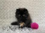 Zoe - Persian Cat For Sale - Yucca Valley, CA, US