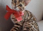 Bow - Bengal Cat For Sale - Brooklyn, NY, US