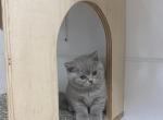 IDCATTERY BRING JOY GLORY - British Shorthair Cat For Sale - Auburn, WA, US