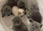 Scottish kittens - Scottish Fold Cat For Sale - Nicholasville, KY, US