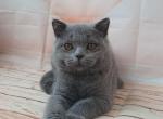 Ulyana - Scottish Straight Cat For Sale - Norwalk, CT, US