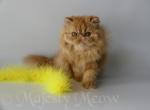 Sonya - Persian Cat For Sale - Yucca Valley, CA, US