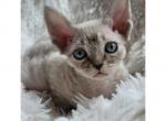 Pancake - Devon Rex Cat For Sale - Williamsburg, VA, US