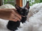 Wolfie - Devon Rex Cat For Sale - Williamsburg, VA, US