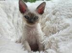 Bluesy - Devon Rex Cat For Sale - Williamsburg, VA, US