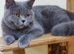 Berry - British Shorthair Cat For Sale - Brooklyn, NY, US