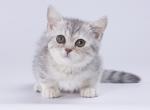 Prum - Munchkin Cat For Sale - Hollywood, FL, US