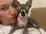 Mimi - Devon Rex Cat For Sale - Brooklyn, NY, US