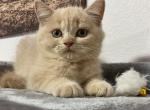 Lucky - Scottish Straight Cat For Sale - Miami, FL, US