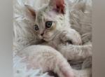 Isla - Devon Rex Cat For Sale - Williamsburg, VA, US