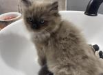 Seal mink - Ragdoll Cat For Sale - Minerva, OH, US