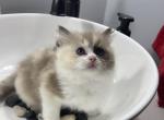 Tortie - Ragdoll Cat For Sale - Minerva, OH, US