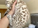 Snow Bengal Female - Bengal Cat For Sale - Beach Park, IL, US