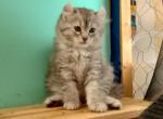 Zephyr of Triton and Tippy's Litter - Highlander Cat For Sale - Virginia Beach, VA, US