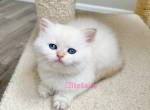 British female colorpoint - British Shorthair Cat For Sale - Thornton, CO, US