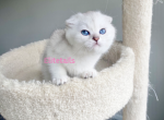 Scottish fold chinchilla female - Scottish Fold Cat For Sale - Thornton, CO, US