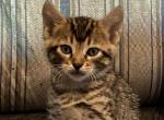 Luigi - Bengal Cat For Sale - Concord, NH, US