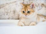 Alp - British Shorthair Cat For Sale - Louisville, KY, US