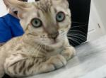 Ghost - Bengal Cat For Sale - PA, US