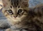 Hyland Lynx Kittens - Highlander Cat For Sale - Irvine, CA, US