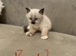 Jade Available - Ragdoll Cat For Sale - Mount Vernon, WA, US