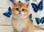 Holly - British Shorthair Cat For Sale - Norwalk, CT, US