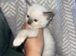 Seal mitted male - Ragdoll Cat For Sale - Butler, PA, US