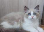 Olivye - Siberian Cat For Sale - Norwalk, CT, US