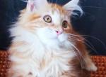 Daisy Silent Wave - Maine Coon Cat For Sale - Brooklyn, NY, US