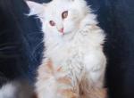 DaVinci Silent Wave - Maine Coon Cat For Sale - Brooklyn, NY, US