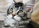 Coco Silent Wave - Maine Coon Cat For Sale - Brooklyn, NY, US