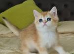 Kamelia - British Shorthair Cat For Sale - Brooklyn, NY, US