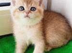 Tulip - British Shorthair Cat For Sale - Brooklyn, NY, US