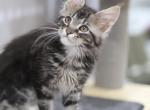 Paris - Maine Coon Cat For Sale - NY, US