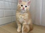 Felix - Maine Coon Cat For Sale - NY, US