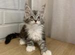 Tia Polydactyl - Maine Coon Cat For Sale - NY, US