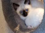 Handsome male from amazing bloodlines - Ragdoll Cat For Sale - Windsor, NY, US