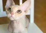 Creamy - Devon Rex Cat For Sale - Brooklyn, NY, US