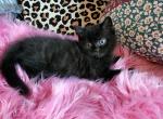 Stunning Scottish straights - Scottish Straight Cat For Sale - Grand Rapids, MI, US