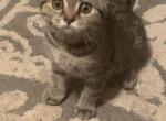 Scottish female - Scottish Fold Cat For Sale - Philadelphia, PA, US