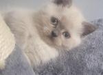 Mariposa Mishka's Babies Part two - Scottish Straight Cat For Sale - NJ, US