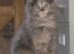 Nela - Maine Coon Cat For Sale - Santa Maria, CA, US