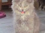 Nika - Maine Coon Cat For Sale - Santa Maria, CA, US