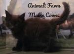 Philo - Maine Coon Cat For Sale - Santa Maria, CA, US