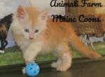 Qays - Maine Coon Cat For Sale - Santa Maria, CA, US