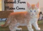 Quin - Maine Coon Cat For Sale - Santa Maria, CA, US